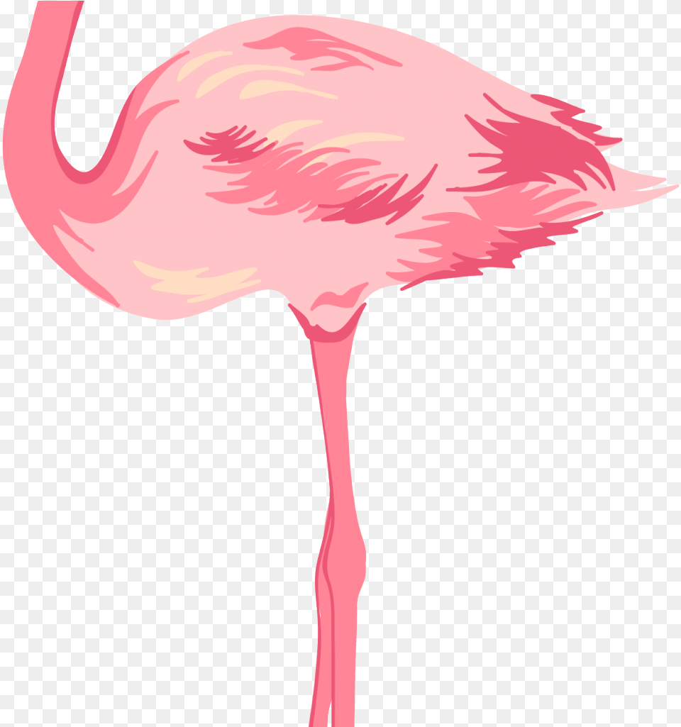 Flamingo Clipart Background Flamingo, Animal, Bird, Person Png