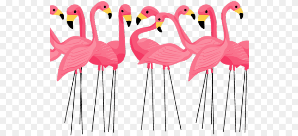 Flamingo Clipart Clear Background Transparent Background Flamingo Clip Art, Animal, Bird, Flock Png