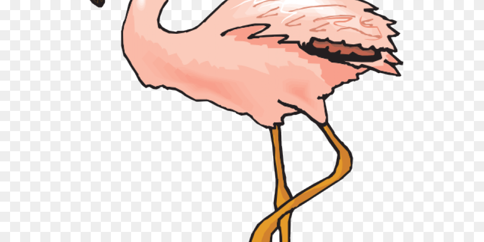 Flamingo Clipart Clip Art, Animal, Person, Bird, Face Free Png