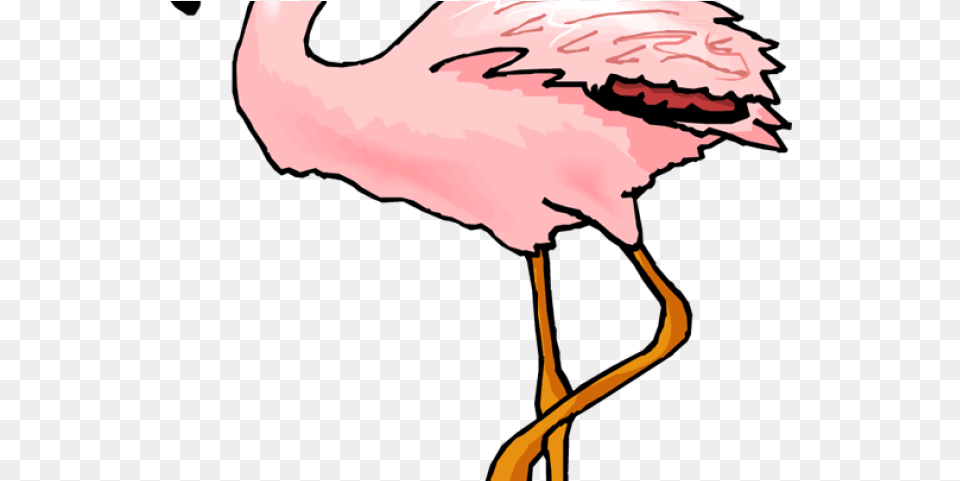 Flamingo Clipart Coral Plamek, Person, Animal, Bird, Face Free Png Download