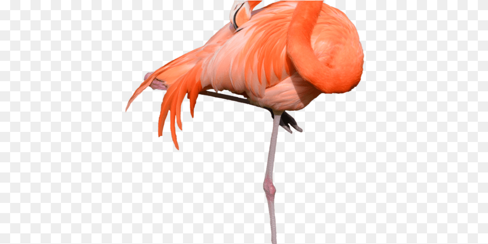 Flamingo Clipart Girly Drawn Flamingo Transparent Background, Animal, Bird Free Png Download