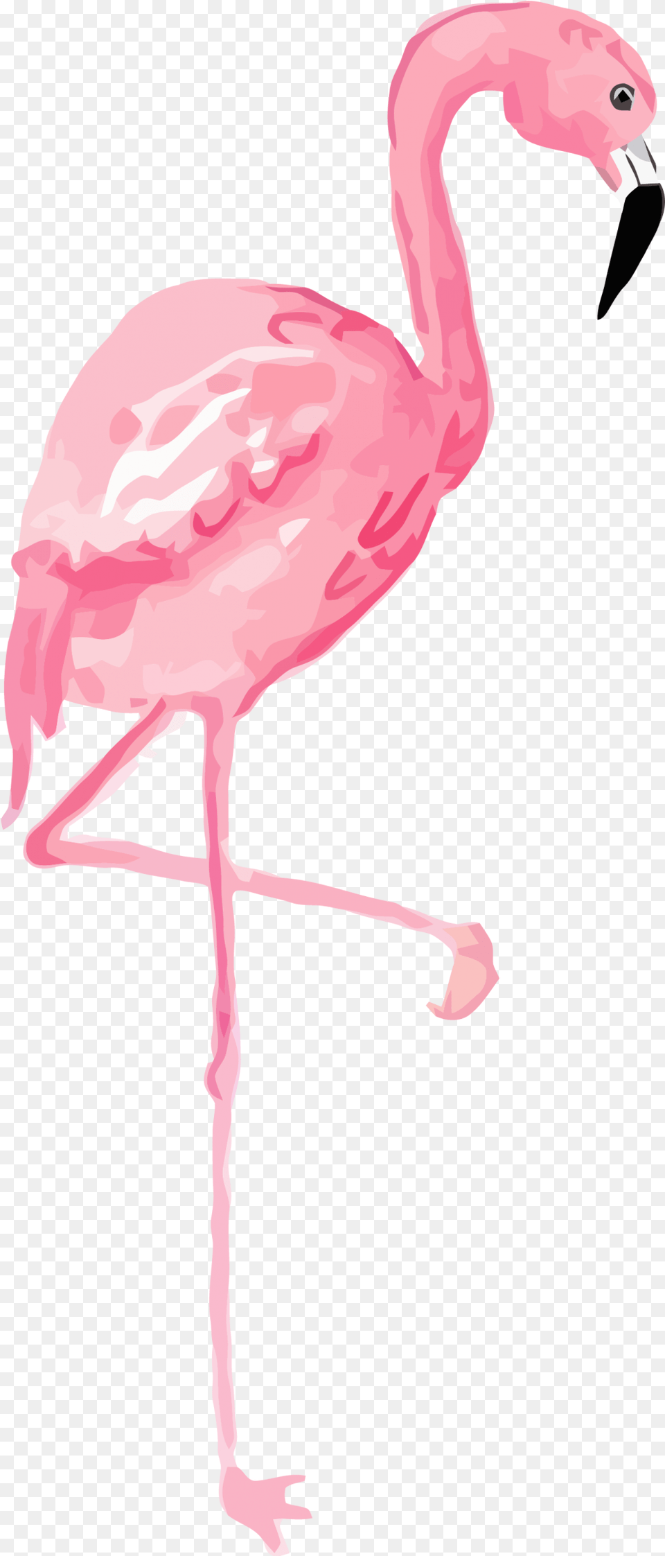 Flamingo Clipart Long, Animal, Bird, Person Free Transparent Png