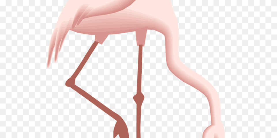 Flamingo Clipart Pretty In Pink, Animal, Bird, Adult, Female Free Png Download