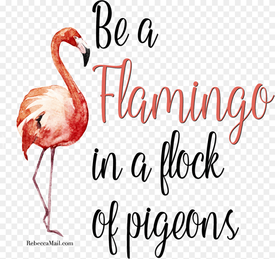 Flamingo Clipart Quotes Flamingo In A Flock Of Pigeons Sign, Animal, Bird Png