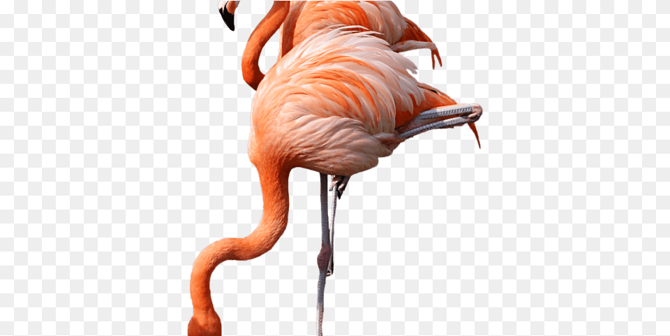 Flamingo Clipart Background, Animal, Bird Free Transparent Png