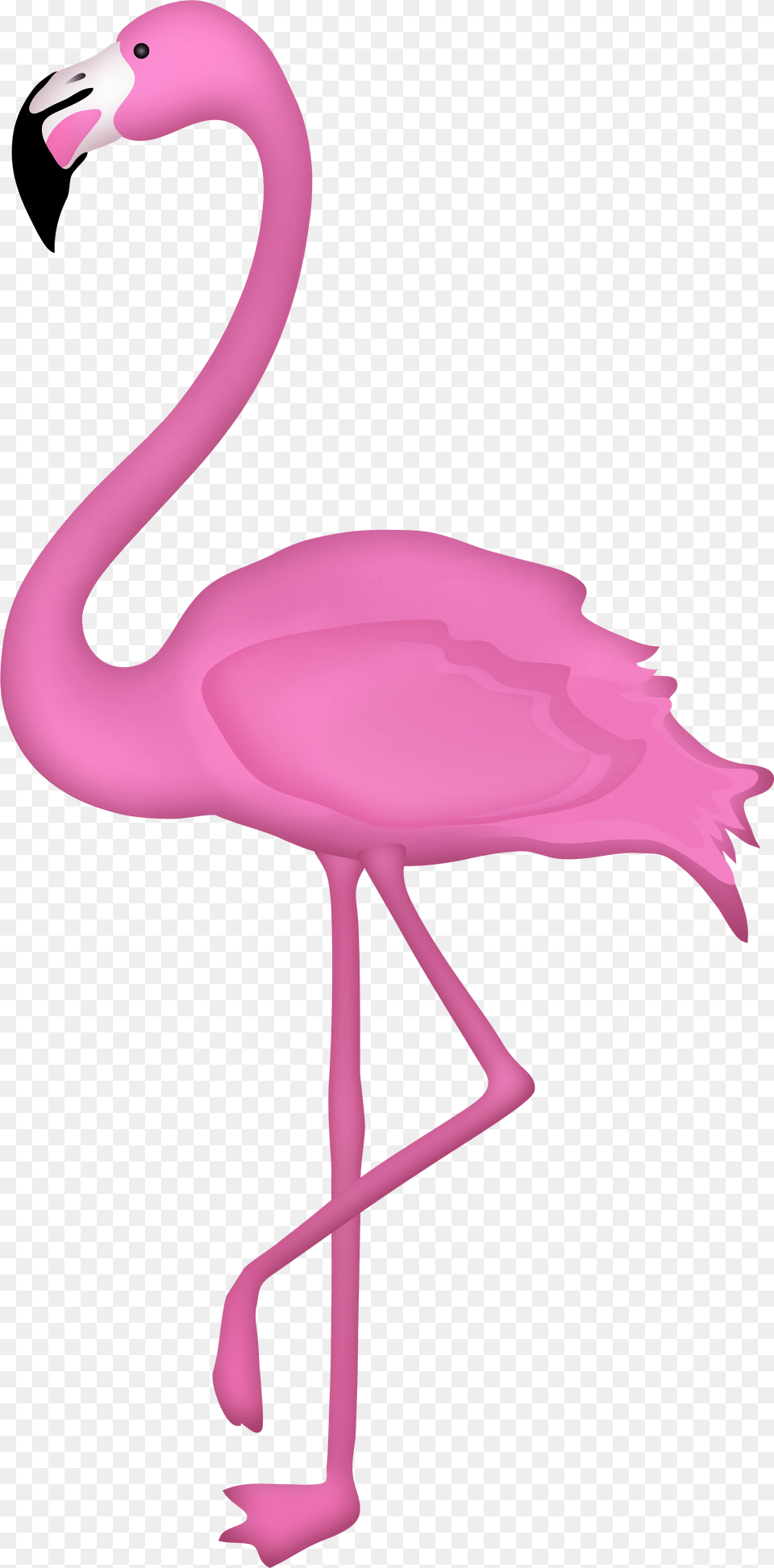 Flamingo Clipart Transparent Background, Animal, Bird, Giraffe, Mammal Free Png Download