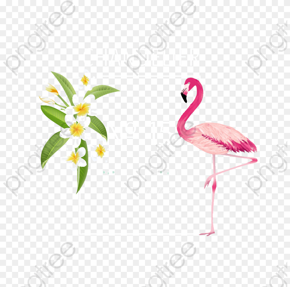 Flamingo Clipart Vintage Transparent Background Flamingo, Animal, Bird, Advertisement, Plant Png Image