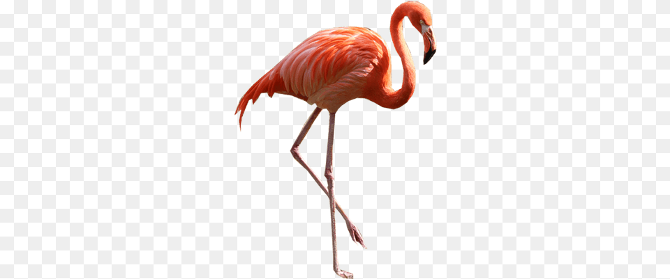 Flamingo Clipart Wing Open Flamingo, Animal, Bird Free Png Download