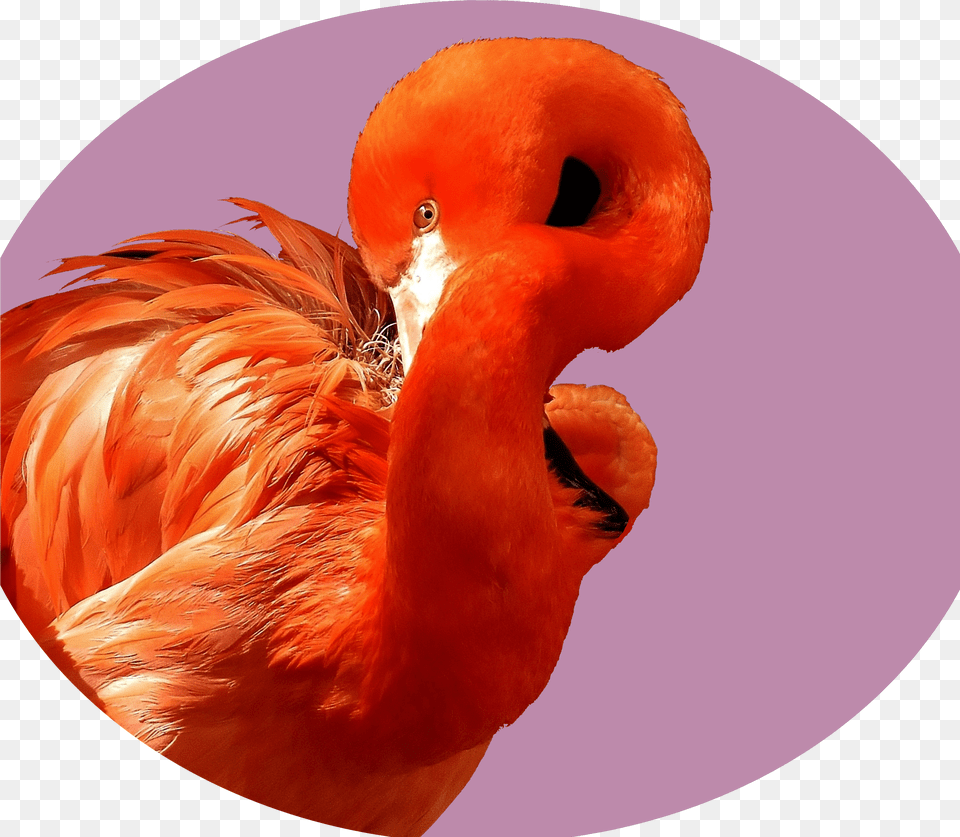 Flamingo Color Scheme Png Image