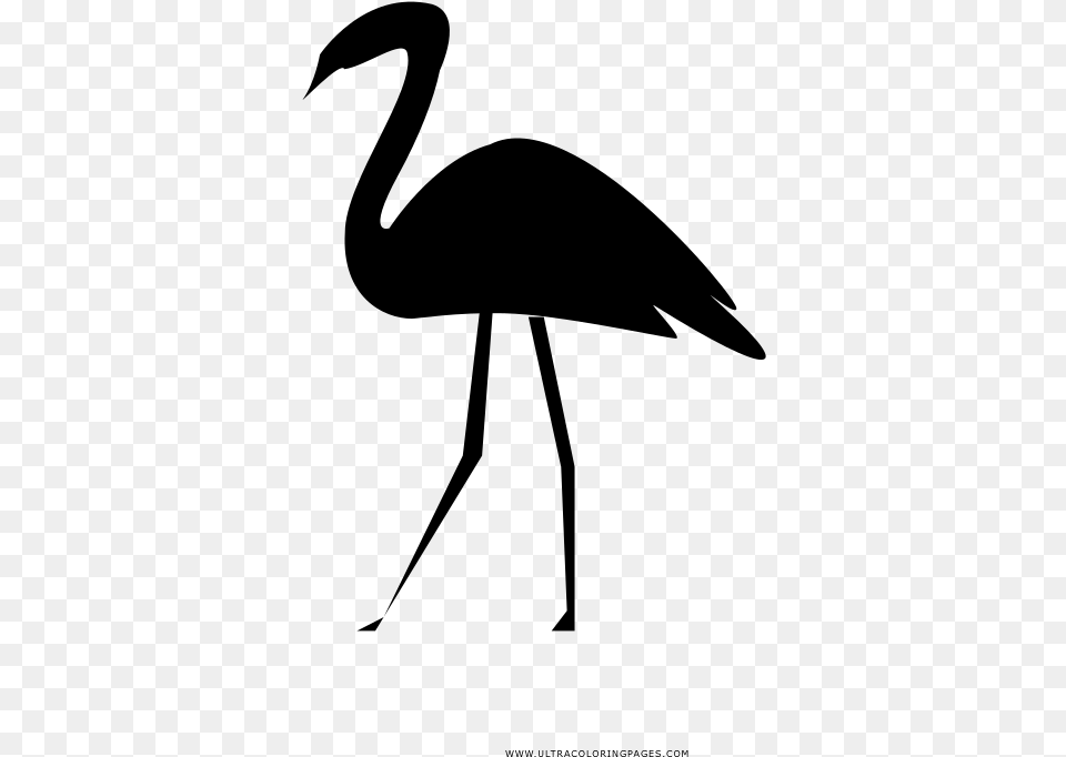 Flamingo Coloring, Gray Png