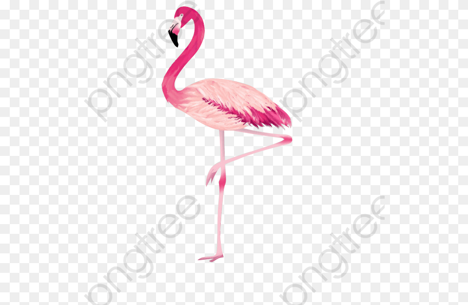 Flamingo Cool Category Greater Flamingo, Animal, Bird Free Png Download