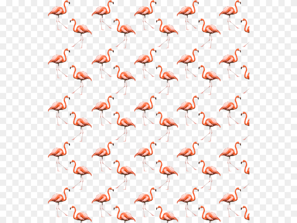 Flamingo Cool Summer Background Pattern Freetoedit Greater Flamingo, Animal, Flock, Bird Png Image