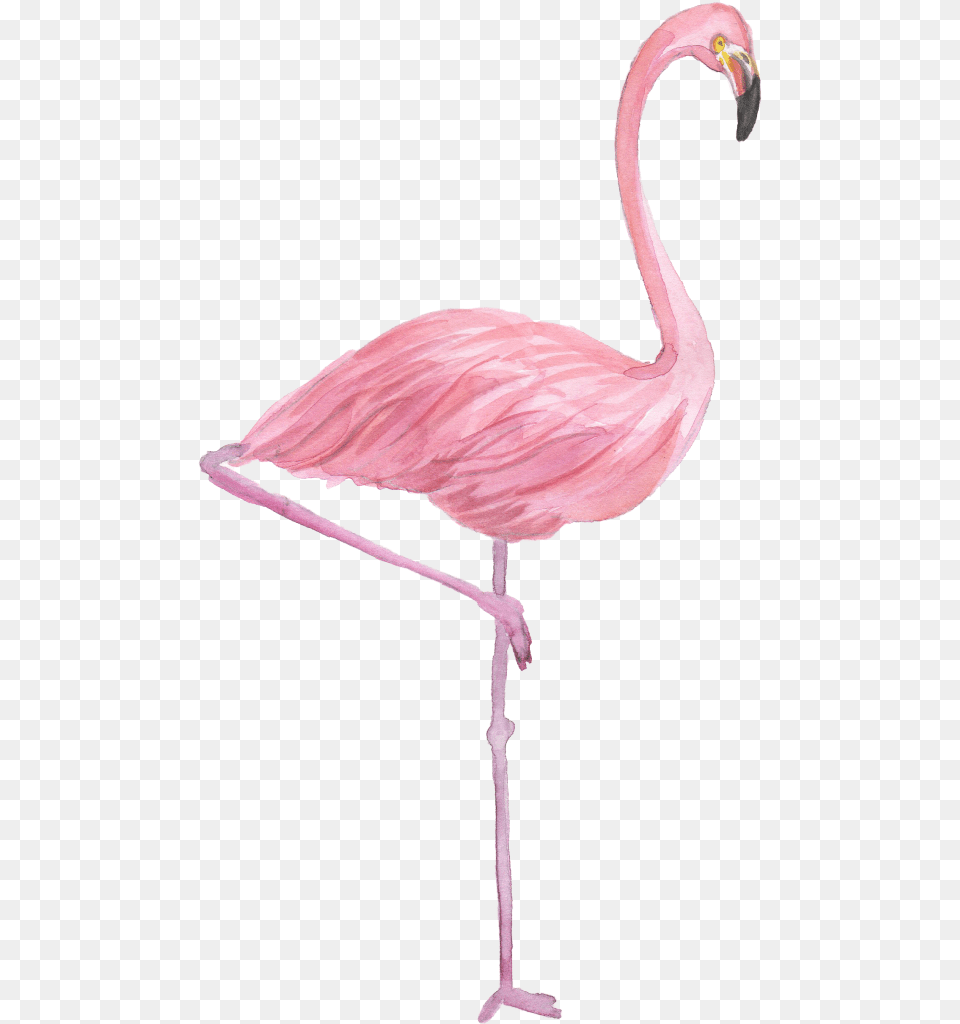 Flamingo Drawing Watercolor Painting Transparent Background Flamingo, Animal, Bird Free Png Download