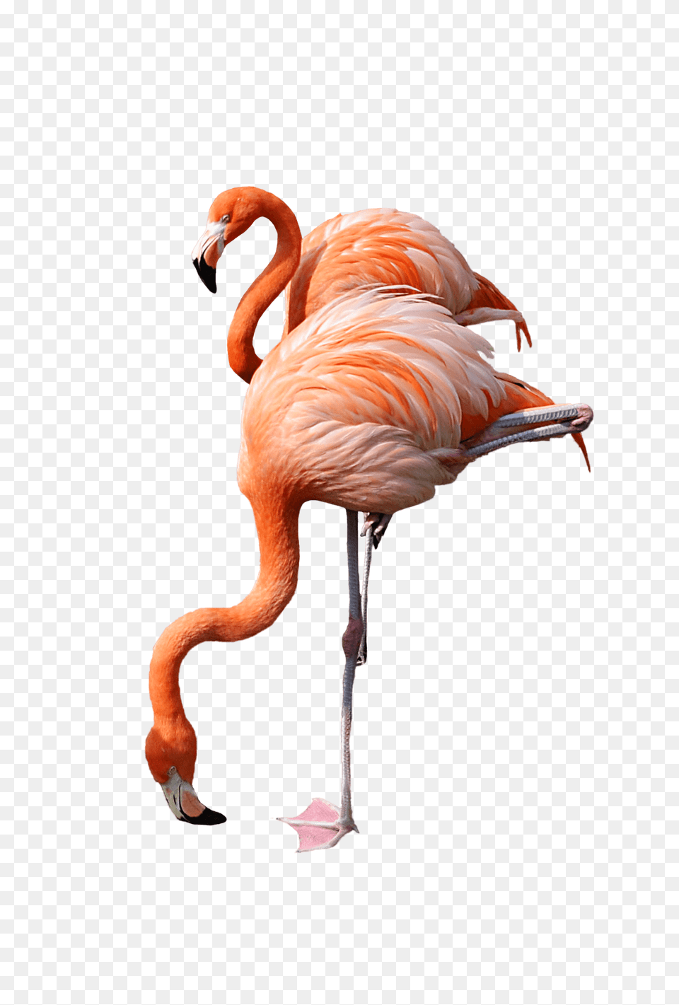 Flamingo Drinking, Animal, Bird Png
