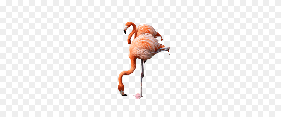 Flamingo Drinking Animal, Bird Free Transparent Png
