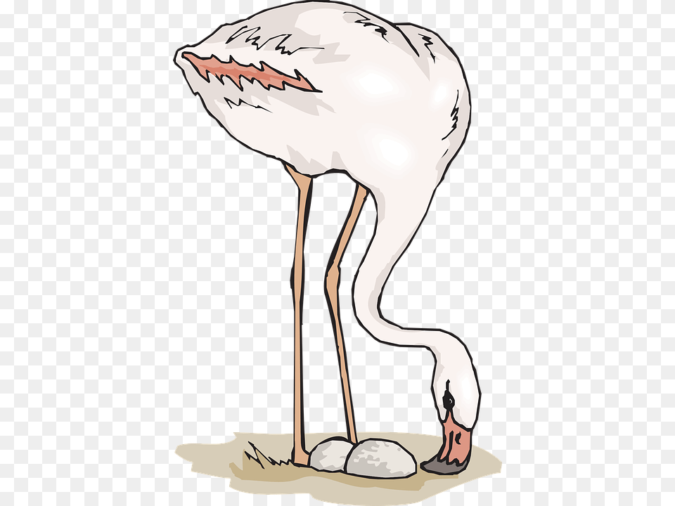 Flamingo Eggs Clipart, Animal, Bird, Waterfowl, Crane Bird Png Image