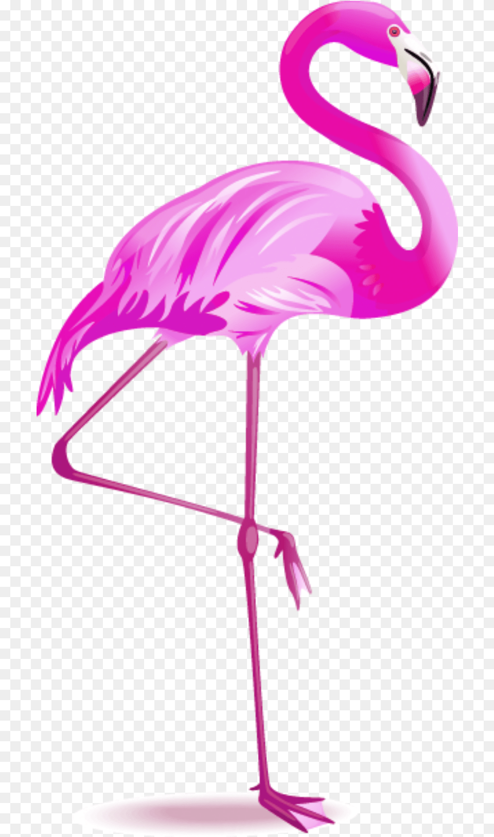 Flamingo Flamingo, Animal, Bird Png