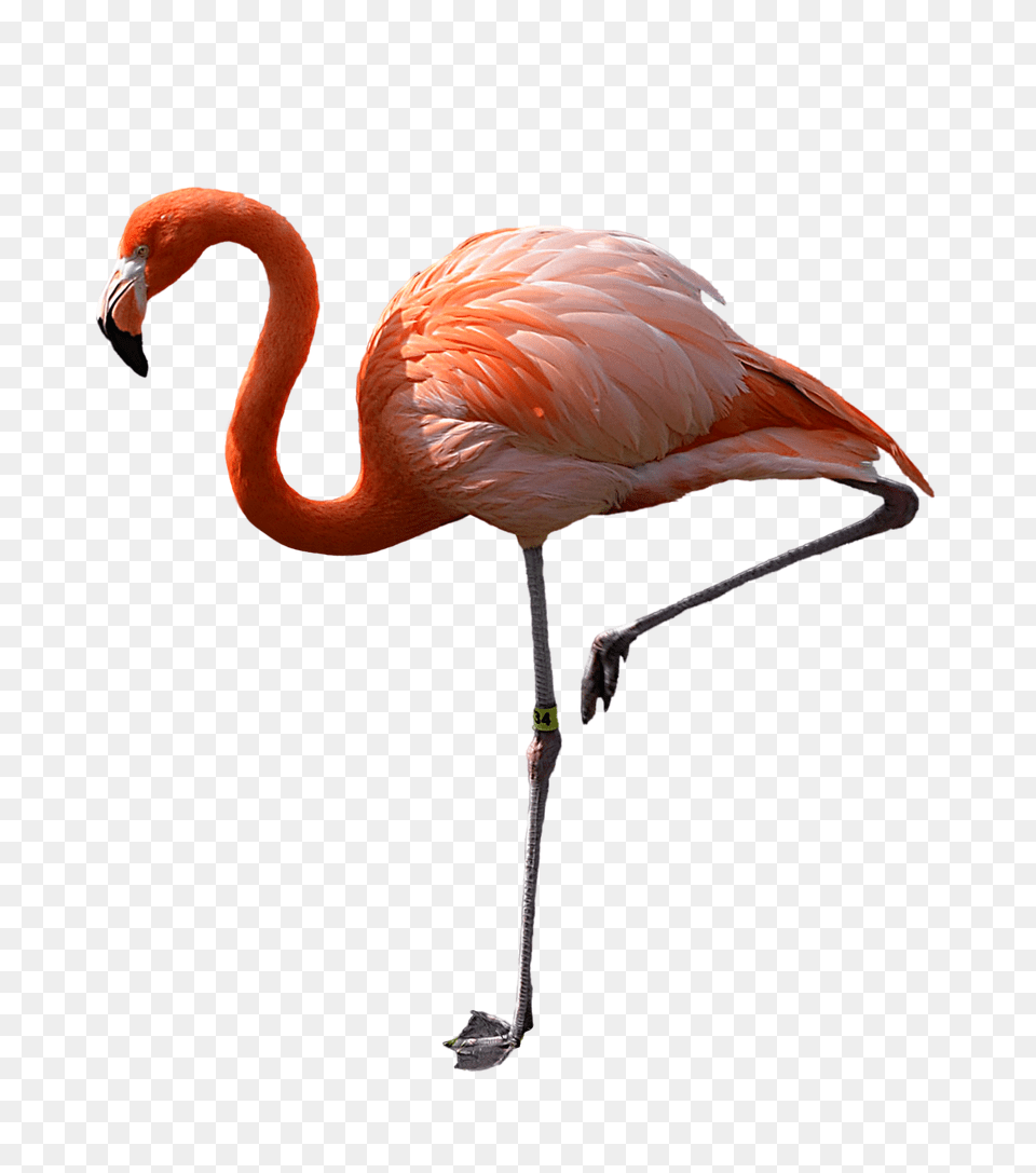 Flamingo Flamingo, Animal, Bird Free Png