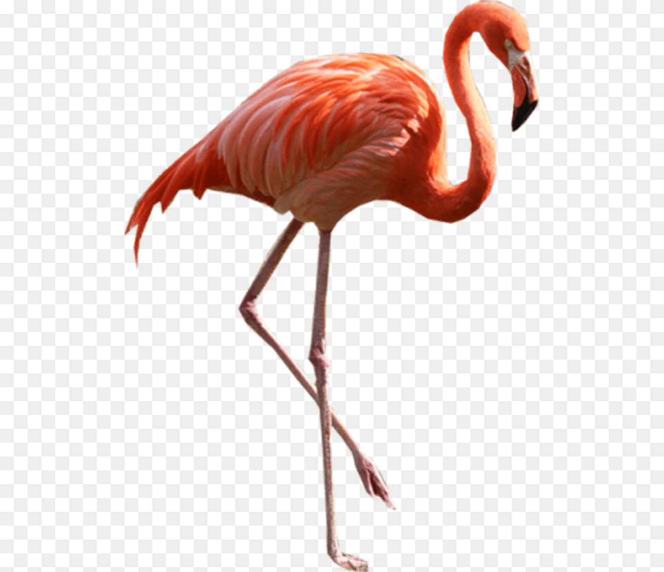 Flamingo Flamingo, Animal, Bird Free Png