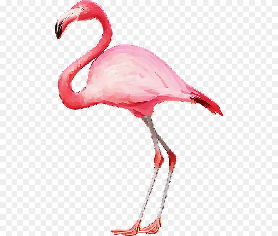 Flamingo Flamingopink Flamingos Pink Tumblr Transparent Background Flamingo Clipart, Animal, Bird Free Png