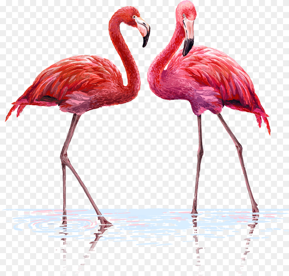 Flamingo Flamingos Watercolor Water Background Flamenco Flamingo Illustration, Animal, Bird Free Png Download