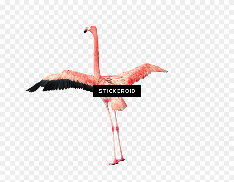 Flamingo Greater Flamingo, Animal, Bird Free Transparent Png