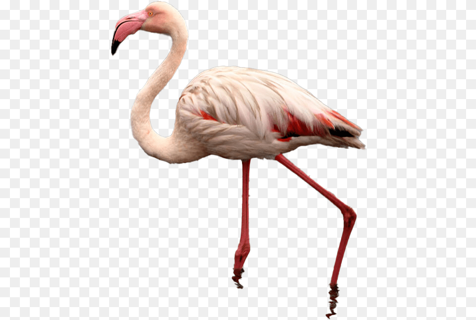 Flamingo Greater Flamingo, Animal, Bird Png Image