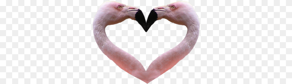Flamingo Heart Background Flamingo No Background, Animal, Beak, Bird Free Transparent Png