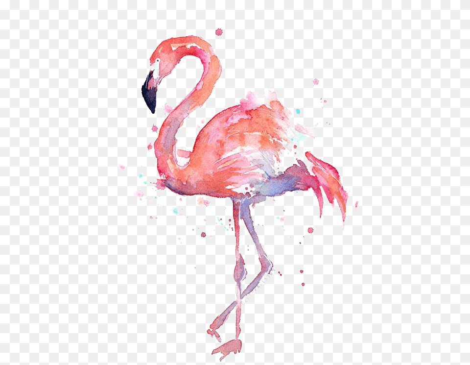 Flamingo High Resolution Watercolor Flamingo, Animal, Bird, Person Png