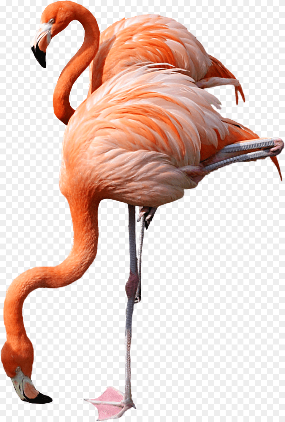 Flamingo Icon, Animal, Bird Free Png Download