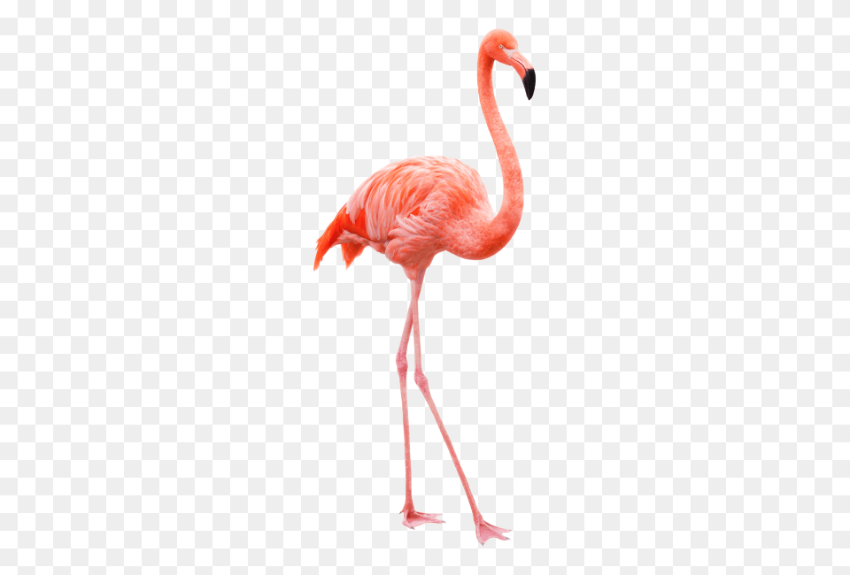Flamingo Image, Animal, Bird Free Transparent Png