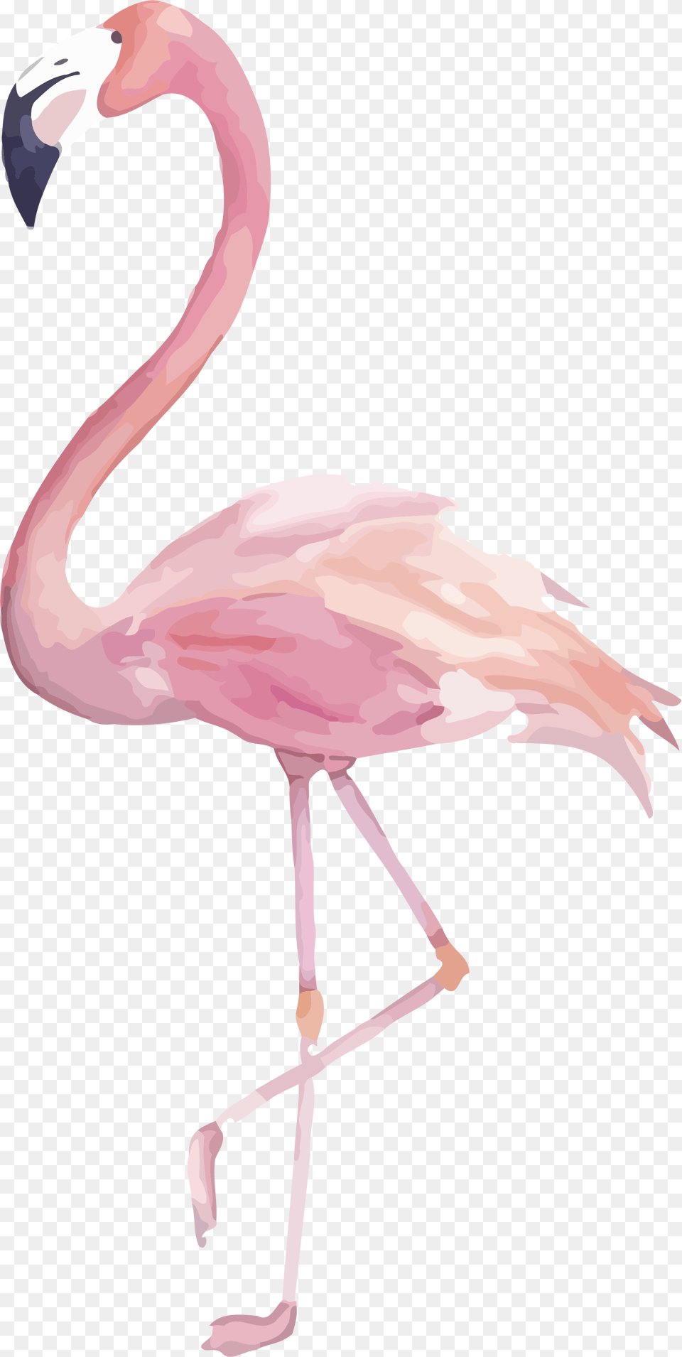 Flamingo Image Flamingo Clipart Watercolor Watercolor Flamingo Clipart, Animal, Bird, Dinosaur, Reptile Png