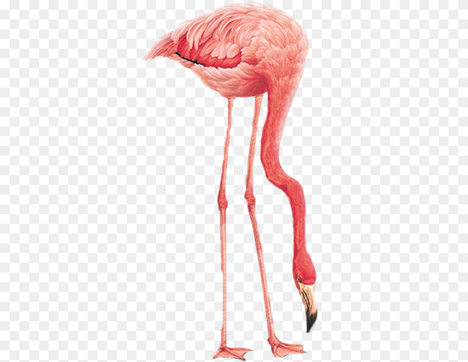 Flamingo Image With Flamingo Family Transparent Background, Animal, Bird Free Png Download