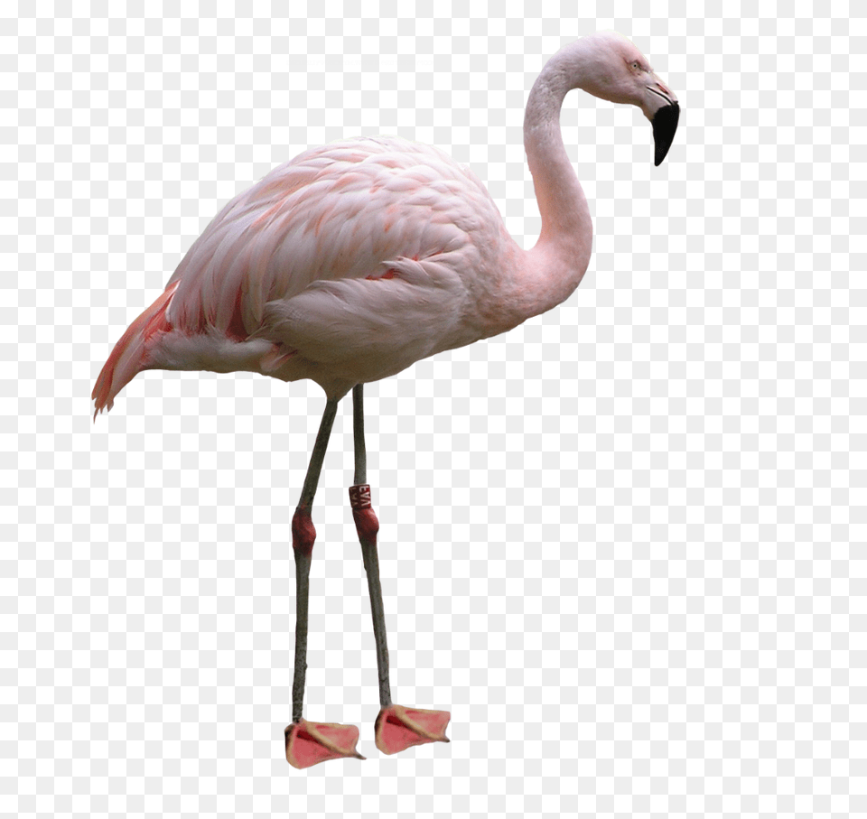 Flamingo Images, Animal, Bird Free Transparent Png