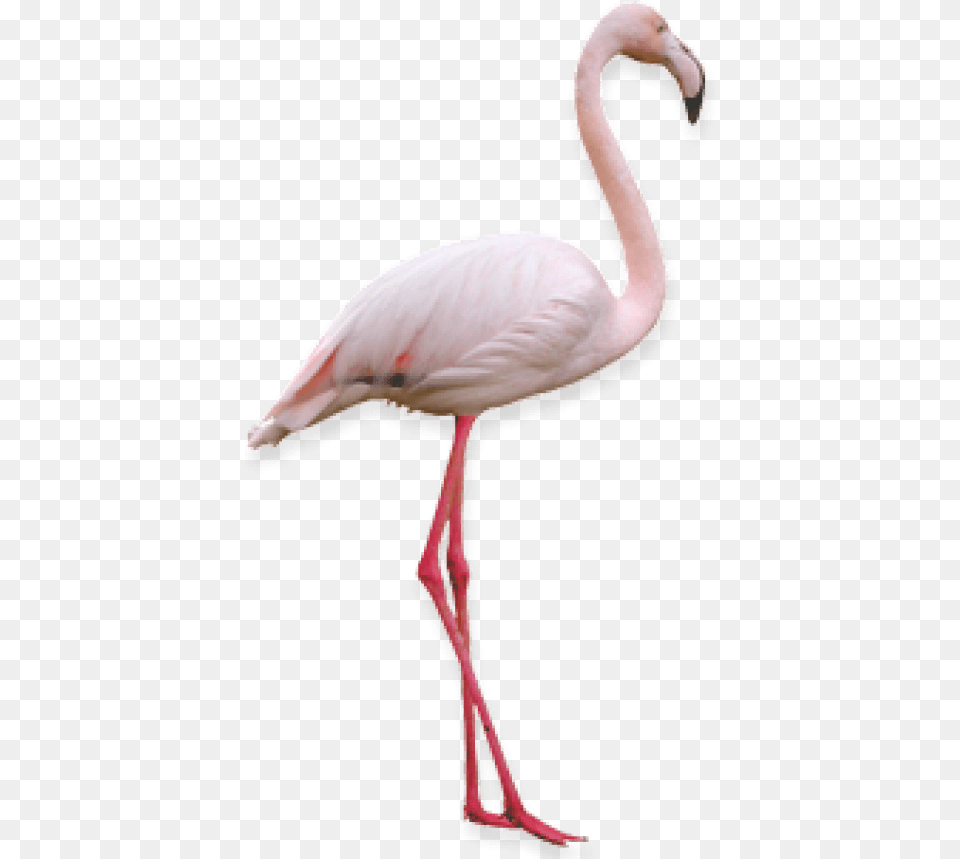 Flamingo Images Background Flamingo, Animal, Bird Png Image