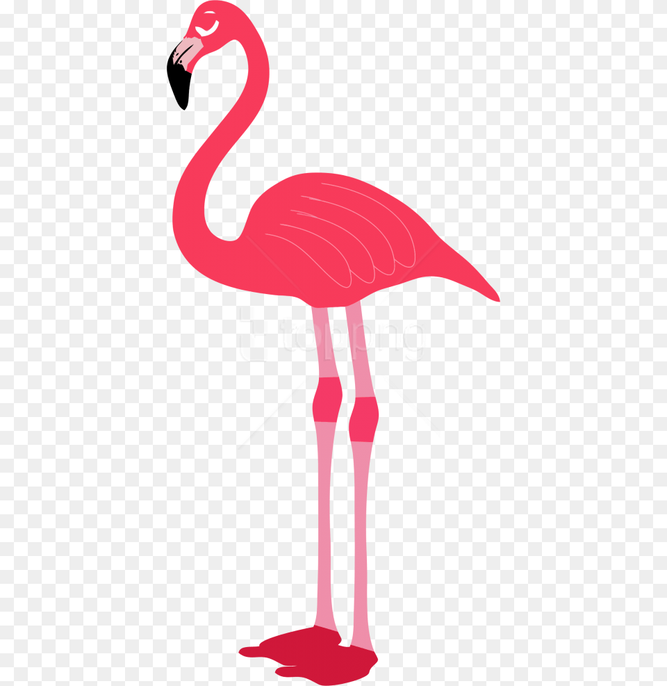 Flamingo Images Background Transparent Background Flamingo, Animal, Bird Png Image
