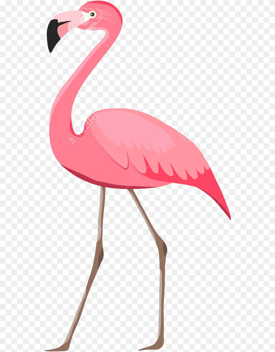 Flamingo Images Transparent Flamingo, Animal, Bird Free Png Download