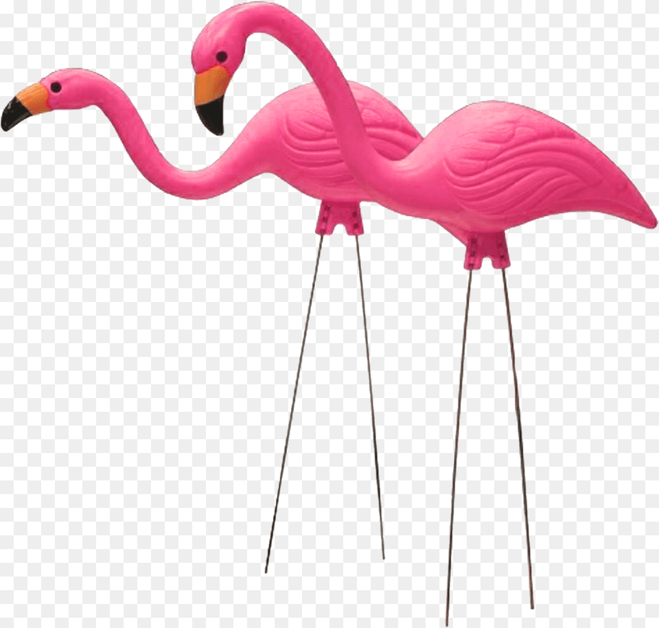 Flamingo Moved Permanently Transparent Background Plastic Flamingo, Animal, Bird Png Image
