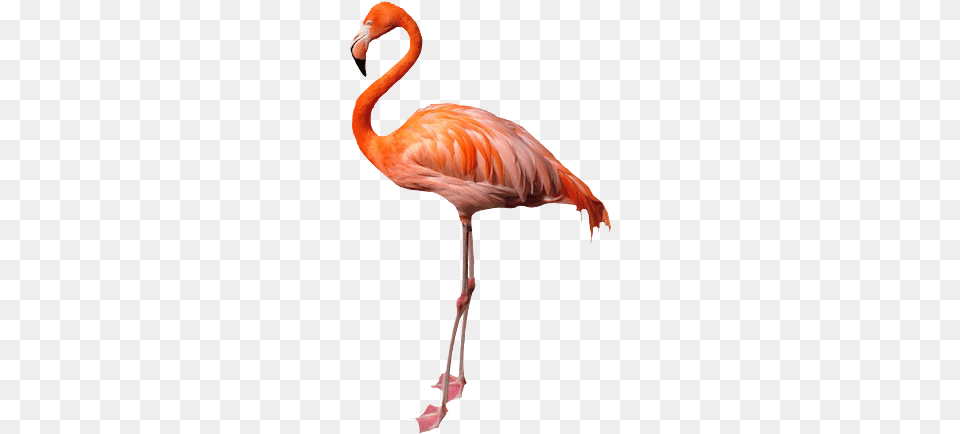 Flamingo No Background Image, Animal, Bird Free Transparent Png