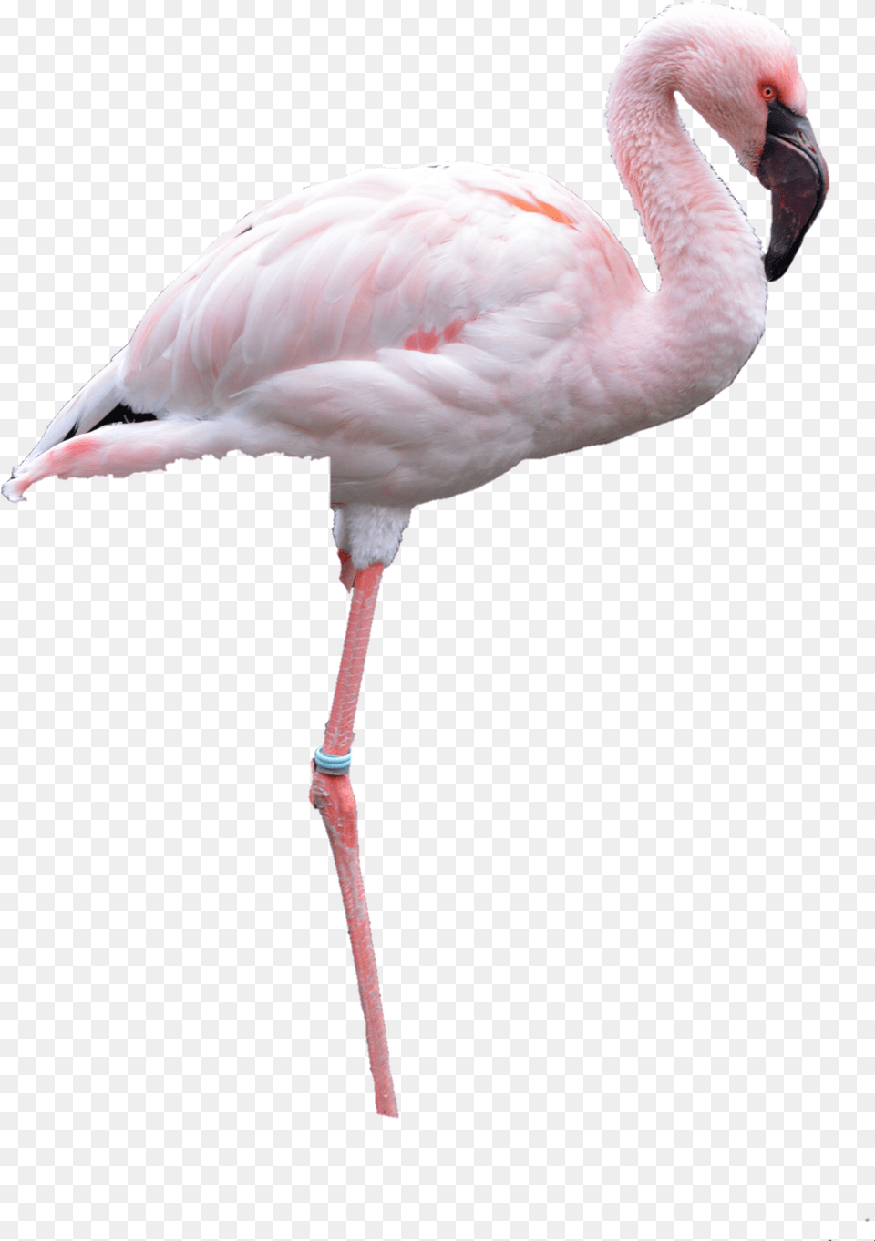 Flamingo Nobackground Flamingo, Animal, Bird Free Transparent Png
