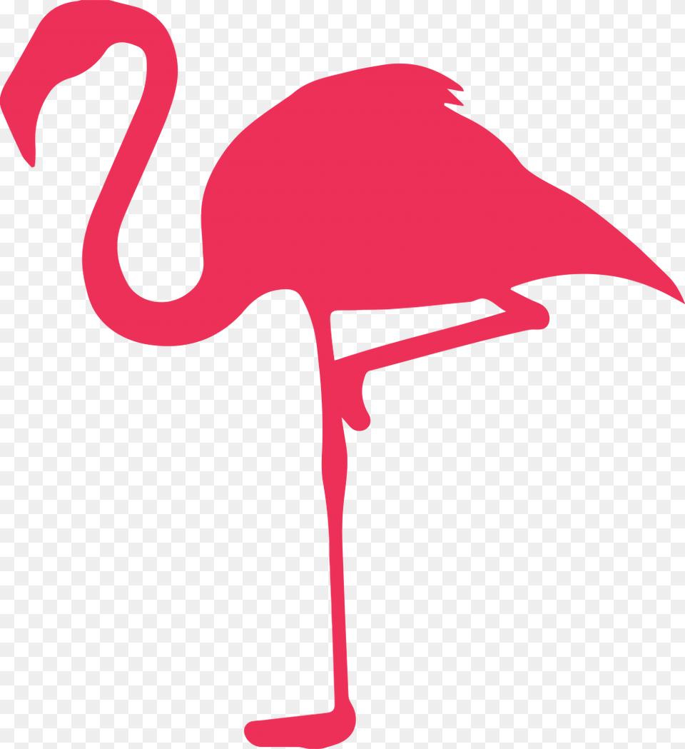 Flamingo On Black, Animal, Bird Png