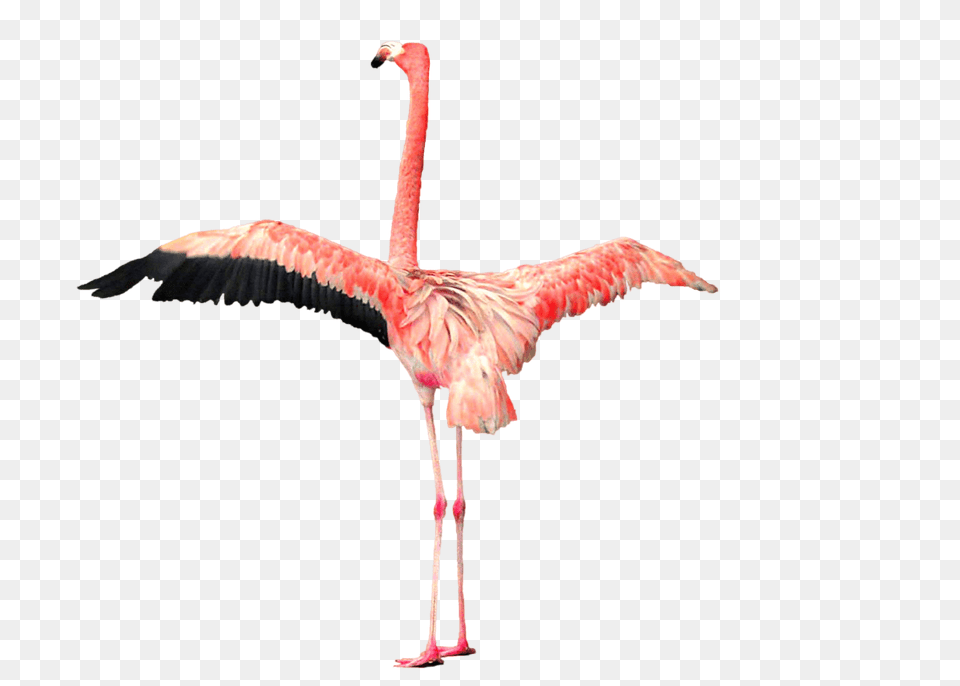 Flamingo Open Wings, Animal, Bird Free Png Download