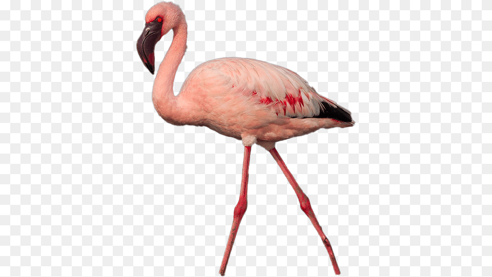 Flamingo Photo Greater Flamingo, Animal, Bird Free Transparent Png