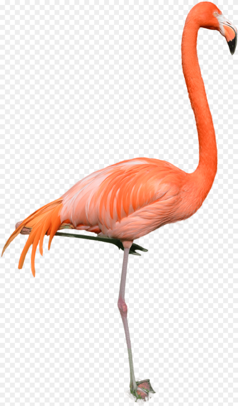 Flamingo Photo Profile Annamae Flamingos In A Sunset, Animal, Bird Free Transparent Png