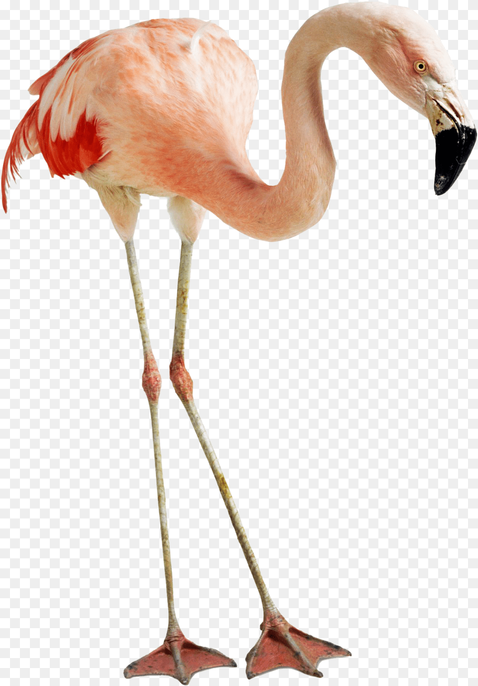 Flamingo Photos Feet And Beak Of Flamingo, Animal, Bird Png Image