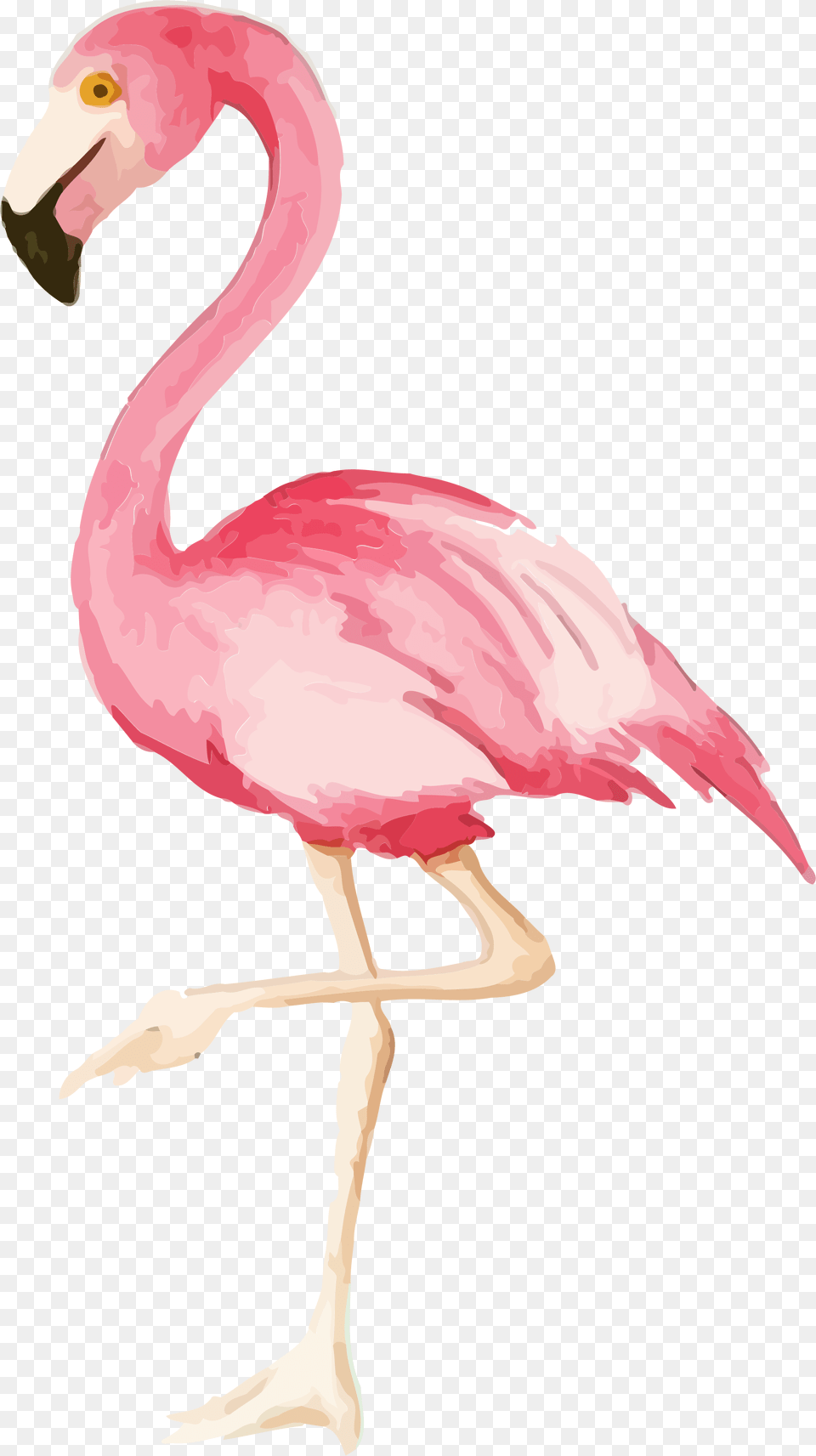 Flamingo Print Party Watercolor Flamingo Transparent Background, Animal, Bird, Person Png