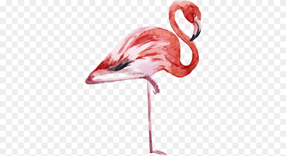Flamingo Printing Canvas Print Printmaking, Animal, Bird Free Png Download