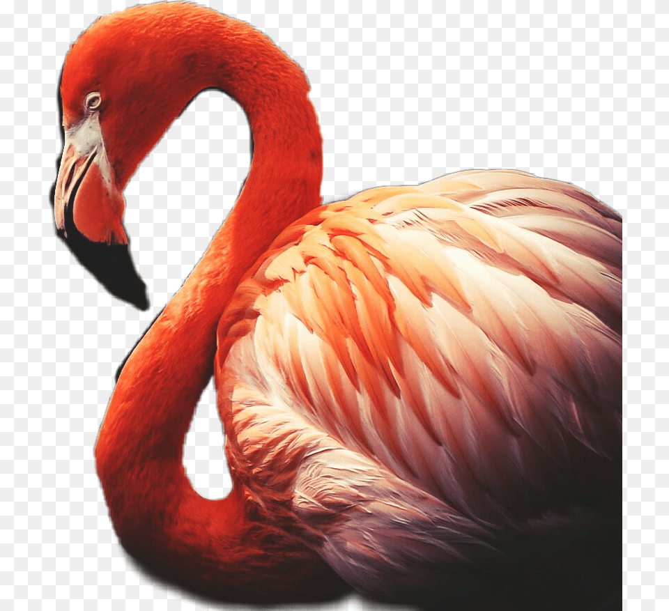 Flamingo Red Feather Plumage Greater Flamingo, Animal, Bird Free Png