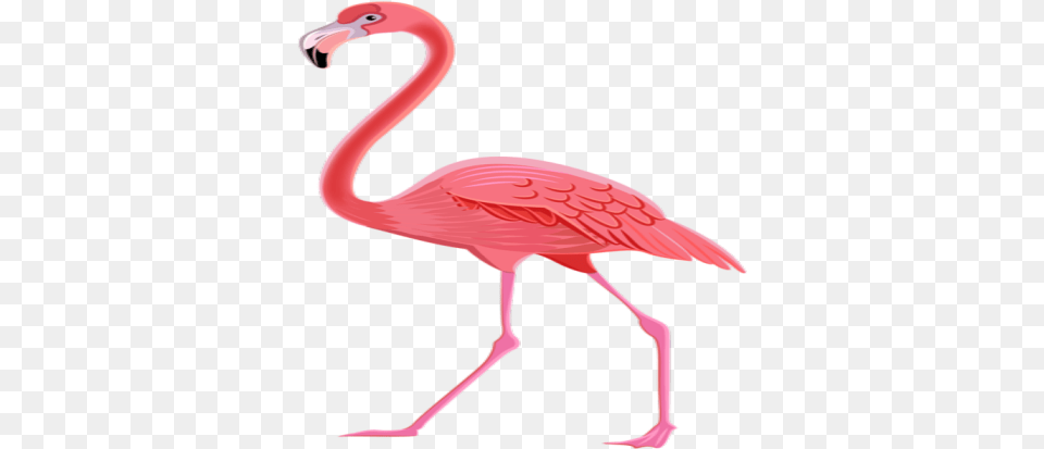 Flamingo Roblox, Animal, Bird, Fish, Sea Life Png