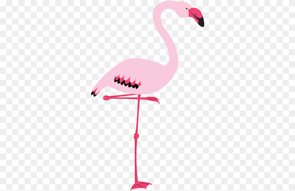 Flamingo Rosa 2 Image Fenicottero, Animal, Bird Free Transparent Png